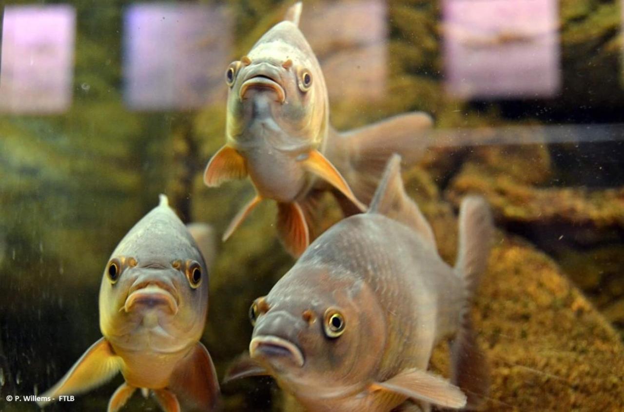 דירות הוטון Aux Trois Petits Cochons מראה חיצוני תמונה